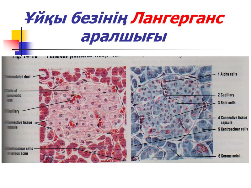 Ұйқы безінің Лангерганс аралшығы